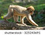 Young Barbary Macaques Goes On...