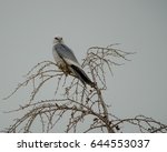 A Mississippi Kite Perched In A ...