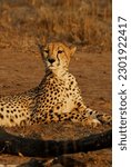 Small photo of Cheetah in reserve Northern Kwa Zulu Natal South Africa