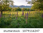 Lupine flowers in Sugar Hill at sunrise with the White Mountains of New Hampshire