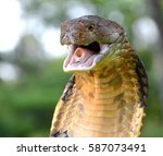 King Cobra (Ophiophagus hannah) from Malaysia.