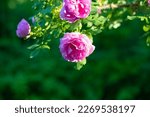 wild rosehip bush amongst the vibrant green leaves. Sunny day in the garden. Wild rose in the sunlight.tender pink flowers bush, blooming flowers on the alley of the park