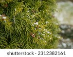 thuja green is a modern background for a gardening website. thuja branches close-up .Snow Covered tuya golden globe Branches. evergreen spruce tree with fresh snow.Selective focus