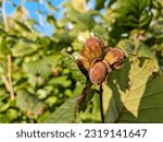 Small photo of A macro shot of a cluster of hazelnuts hanging from the branches of a twisted hazel tree.Nuts ripen on the branch of the hazel bush.Young hazel