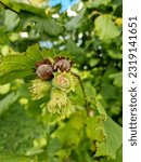 Small photo of A macro shot of a cluster of hazelnuts hanging from the branches of a twisted hazel tree.Nuts ripen on the branch of the hazel bush.Young hazel