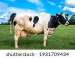 Small photo of Cow with a production of 100,000 kilograms of milk