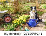 Small photo of Outdoor portrait of cute dog border collie with watering can and garden cart in garden background. Funny puppy dog as gardener fetching watering can for irrigation. Gardening and agriculture concept