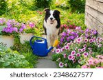 Small photo of Outdoor portrait of cute dog border collie with watering can in garden background. Funny puppy dog as gardener fetching watering can for irrigation. Gardening and agriculture concept