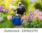 Small photo of Outdoor portrait of cute dog border collie holding watering can in mouth on garden background. Funny puppy dog as gardener fetching watering can for irrigation. Gardening and agriculture concept