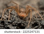 Mediterranean recluse spider ...