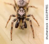 Small photo of A beautiful tiny jumping spider - Wide of this image is about 7mm