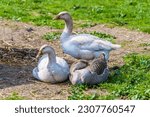 Small photo of A view of a gaggle of geese in a paddock near Melton Mowbray in Summertime