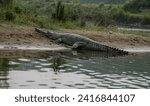 Small photo of Mugger Crocodile at Bihari lake chitawan National Park Nepal