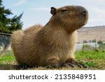 Capybara Sitting In A Field