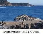 Bird Island At Point Lobos...