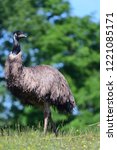 Portrait of an emu in a meadow