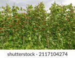 Small photo of Red flowers on a runner bean (phaseolus coccineus) plant