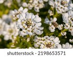 Small photo of Close up of evergreen candytuft (iberis sempervirens) flowers in bloom