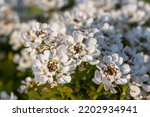 Small photo of Close up of evergreen candytuft (iberis sempervirens) flowers in bloom