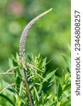 Small photo of Close up of pink Culvers root (veronicastrum virginicum) flowers in blom