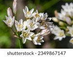 Small photo of Close up of slender false garlic (nothoscordum gracile) flowers in bloom