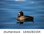 Ring Necked Duck Swimming In...