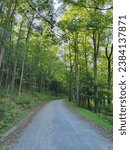 Small photo of Dirt road in afternoon with green shrubbery and trees on both side of roadway in Lyman Run Campground, Pennsylvania