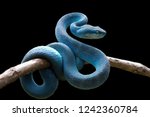 Blue viper snake on branch ...