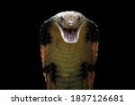 Closeup head of king cobra...