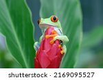 Red Eyed Tree Frog Closeup On...