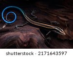 Small photo of Blue tail skink (Cryptoblepharus egeriae) closeup on wood, Blue tail skink closeup