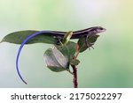 Small photo of Blue tail skink (Cryptoblepharus egeriae) closeup on tree, Blue tail skink closeup with natural background