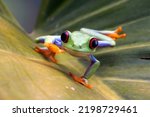 Red Eyed Tree Frog Crawling On...