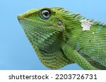 Closeup head of Green lizard with blue background, Green lizard closeup head, Closeup head Jubata Lizard