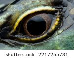 Small photo of Olive Dasia Tree Skink closeup eyes, Olive Dasia Tree Skink lizard eyes