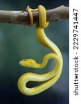 Small photo of The Yellow White-lipped Pit Viper (Trimeresurus insularis) closeup on branch with black background, Yellow White-lipped Pit Viper closeup, Indonesian viper snake