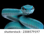 Blue viper snake closeup head on black background, viper snake ready to attack, blue insularis snake, Closeup head snake