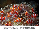 Small photo of Cute anemone fish playing on the coral reef, beautiful color clownfish on coral feefs, anemones on tropical coral reefs