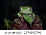Small photo of Phyllomedusa bicolor (waxy monkey) on branch, Phyllomedusa bicolor "Giant waxy monkey frog, Giant waxy monkey frog closeup