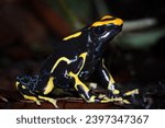 Small photo of Dendrobates tinctorius 'Alanis' Dyeing Poison Arrow Frog closeup