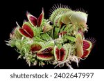 Carnivorous plant on isolated...