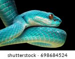 Head Of Blue Viper Snake On...