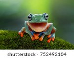 gliding frog look like laughing 
