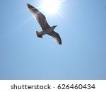Beautiful Flying Seagull In Sky ...