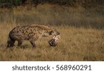 Small photo of A hyena uses its strong neck muscles to carry off a warthog carcass
