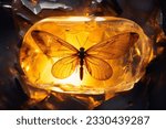 Baltic amber with trapped...