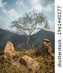 Small photo of Composition of a tree and rock Martica Varese Lombardy Italy