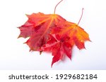 Autumn maple leaf. banner...