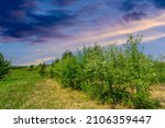 spring photo taken with a wide-angle lens, apple trees bloom in a pine forest, snow-white fruit trees, Moldova bright green trova, yellow dandelion flowers
