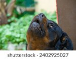 Small photo of Fearless and authoritative guardian Quietly radiates a sense of power The embodiment of the essence of Rottweiler life